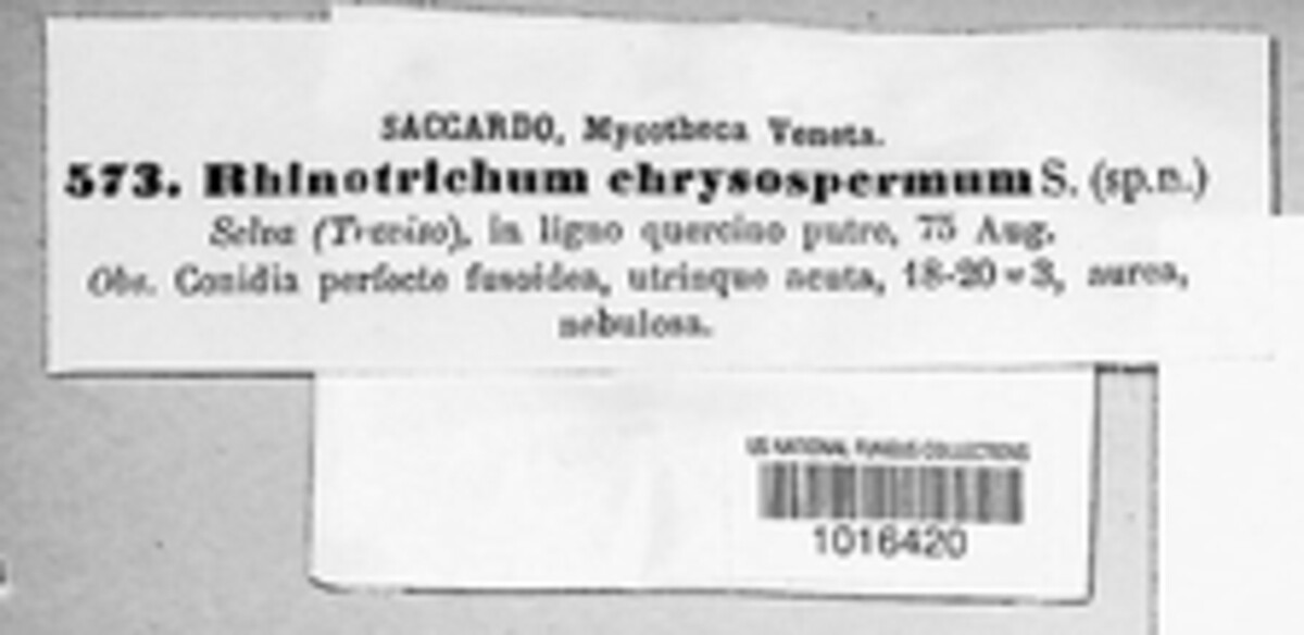 Dactylaria chrysosperma image